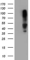 SERPINB1 Antibody (aa77-306, clone OTI2D11, Carrier-free)