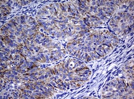 POLI Antibody (aa458-740, clone OTI3B5, Carrier-free)