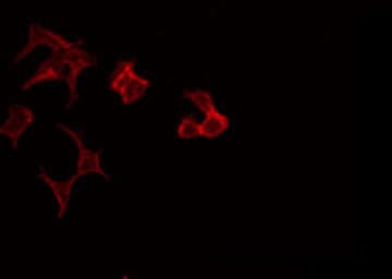 CCT7 Antibody