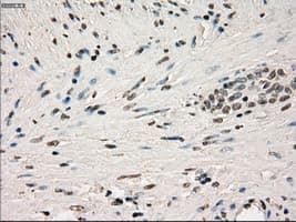 GBP2 Antibody (clone OTI2G6)