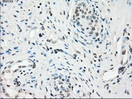 GBP2 Antibody (clone OTI1D1)