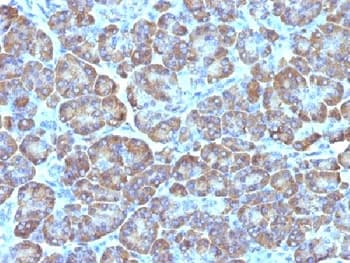 Mitochondria Antibody (clone MTC02, Ready-to-Use)