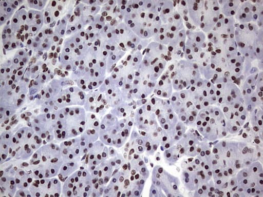 N4BP2L2 Antibody (clone OTI1C8, Carrier-free)