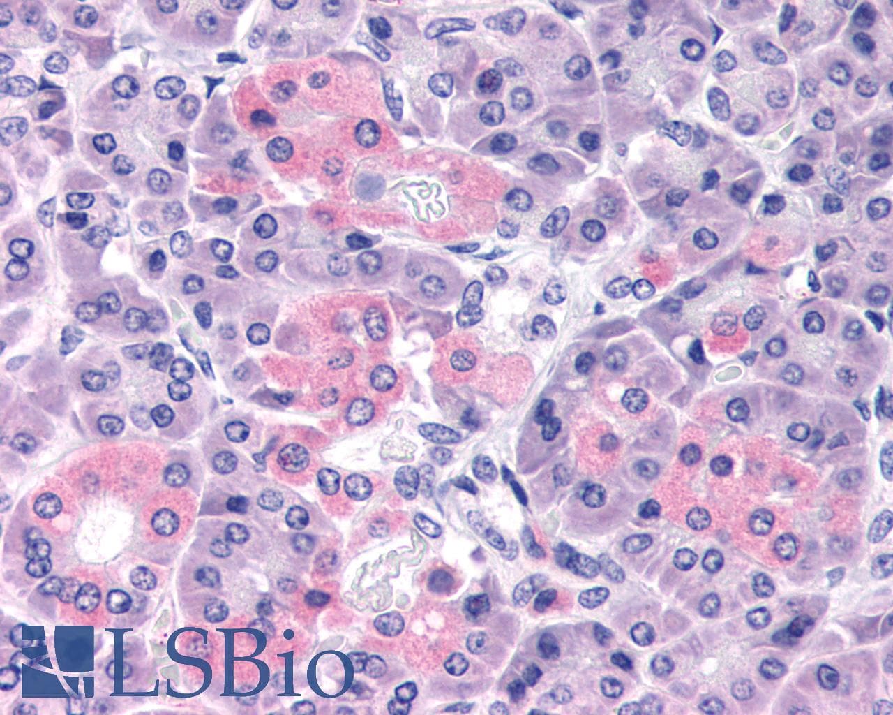 IHC-plus™ PTHR2 / PTH2R Antibody (Extracellular Domain)