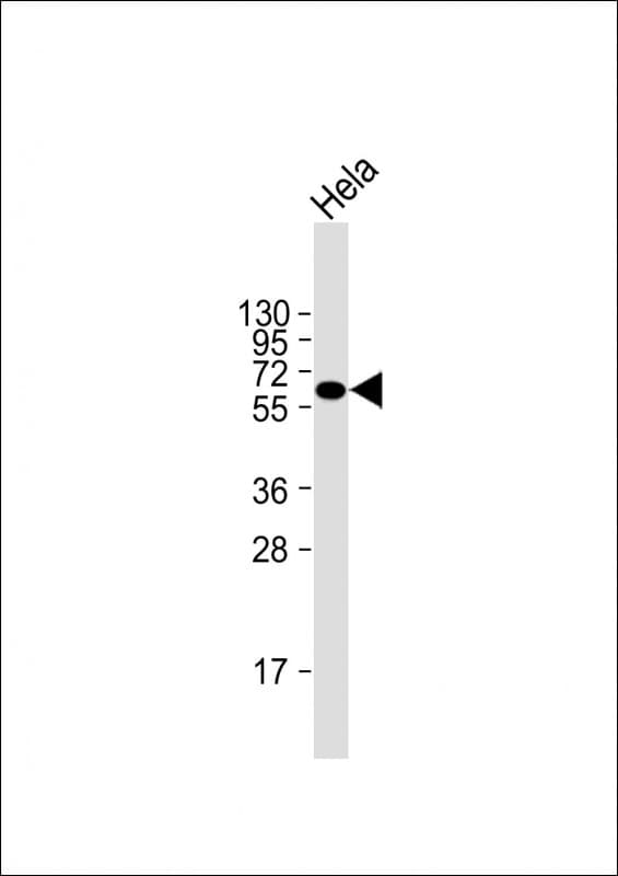 NPR3 Antibody (clone 1748CT403.18.42)