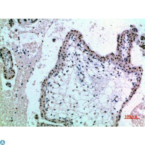 Polyclonal Rabbit anti-Human NOL5A / NOP56 Antibody (WB)