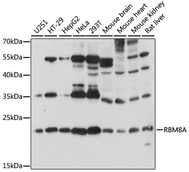 Polyclonal Rabbit anti-Human RBM8A / Y14 Antibody (WB)