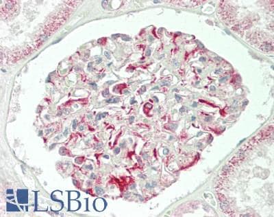 IHC-plus™ STAC2 Antibody (aa1-30)