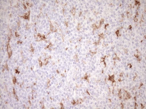 FBP / FOLR2 Antibody (aa20-221, clone OTI8G1, Carrier-free)