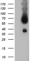 BTN1A1 Antibody (clone OTI3B12)