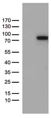 ZNF317 Antibody (clone OTI3A8, Carrier-free)