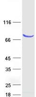 Human ACSL3 Protein (Recombinant Myc-DDK (Flag))