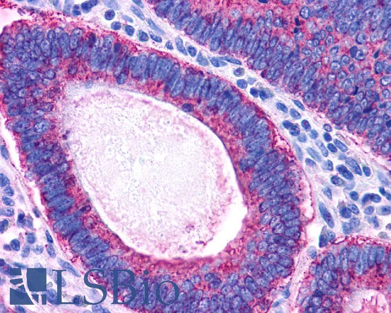 PathPlus™ PAEL Receptor / GPR37 Antibody (N-Terminus)