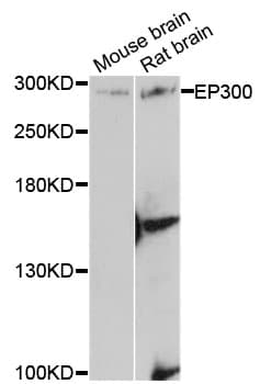 Polyclonal Rabbit anti-Human EP300 / p300 Antibody (IHC, WB)