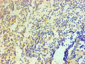 IL1F10 Antibody (clone 2A2B3)