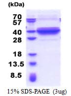 Human DNALI1 Protein (Recombinant His)