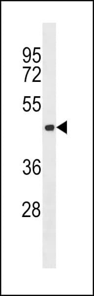 AURKC / Aurora C Antibody (aa115-145)