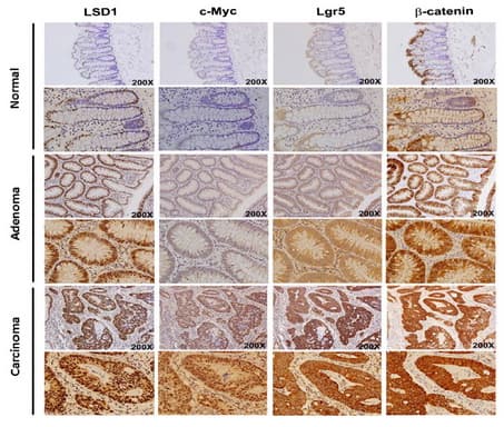 GPR49 / LGR5 Antibody (aa250-550, clone OTI2A2)