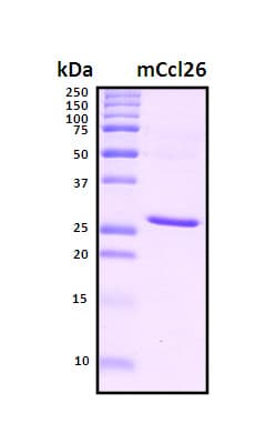 Mouse CCL26 / Eotaxin 3 Protein (Recombinant TRX-6His, N-terminus)