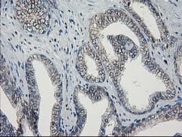 GUK1 / Guanylate Kinase 1 Antibody (clone OTI4A8)