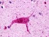IHC-plus™ HRH3 / Histamine 3 Receptor Antibody (Cytoplasmic Domain)
