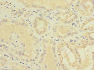 EPHB4 / EPH Receptor B4 Antibody