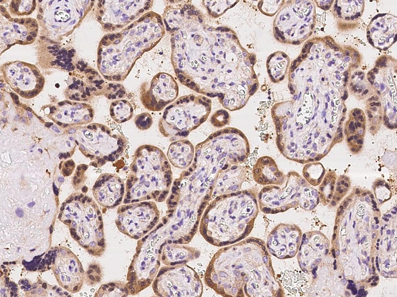 Polyclonal Rabbit anti-Human SULT2B1 / Sulfotransferase 2B1 Antibody (IHC)