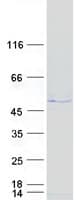 Human TEX28 Protein (Recombinant Myc-DDK (Flag))