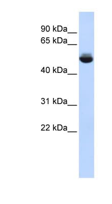 TRAM1L1 Antibody (aa252-301)