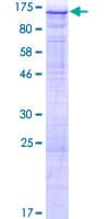 Human PASD1 Protein (Recombinant GST)