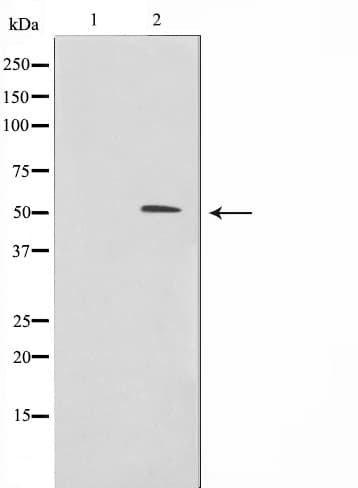 FKRP Antibody (N-Terminal)
