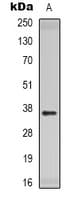 Polyclonal Rabbit anti-Human CD300C Antibody (Internal, WB)