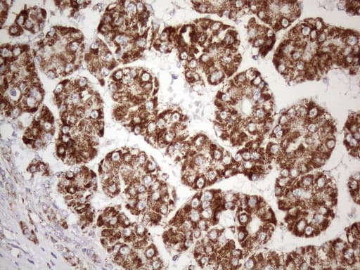 STOML2 Antibody (clone OTI1G6)