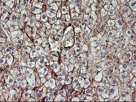 ENPEP / Aminopeptidase A Antibody (clone OTI1E3)