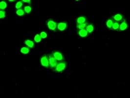 Monoclonal Mouse anti-Human CDK5 Antibody (clone OTI2H6, IF, WB)