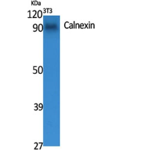 CANX / Calnexin Antibody (520-600 aa)