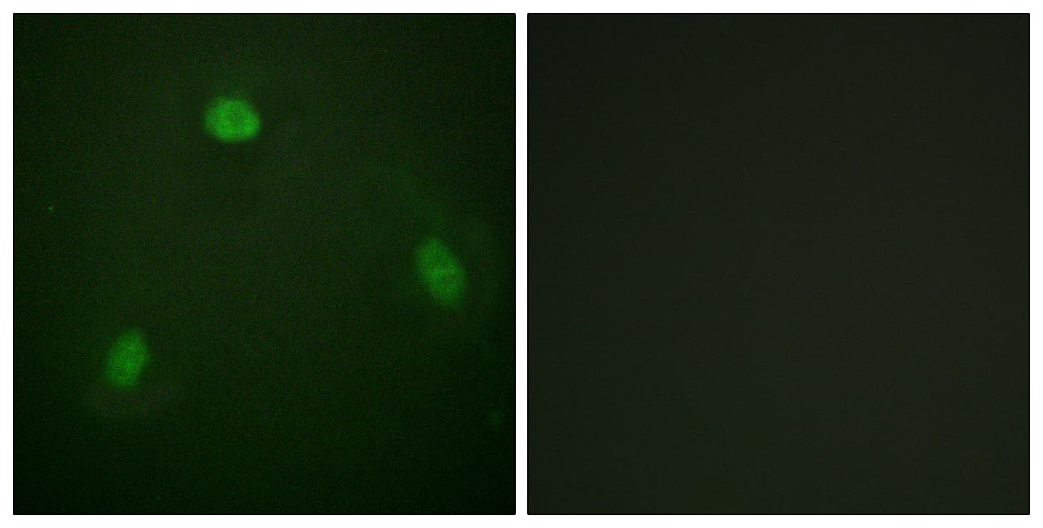 IHC-plus™ PIN1 Antibody (aa1-50)
