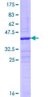 Human FNDC1 Protein (Recombinant GST, N-terminus)