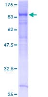 Human EHD4 Protein (Recombinant GST)