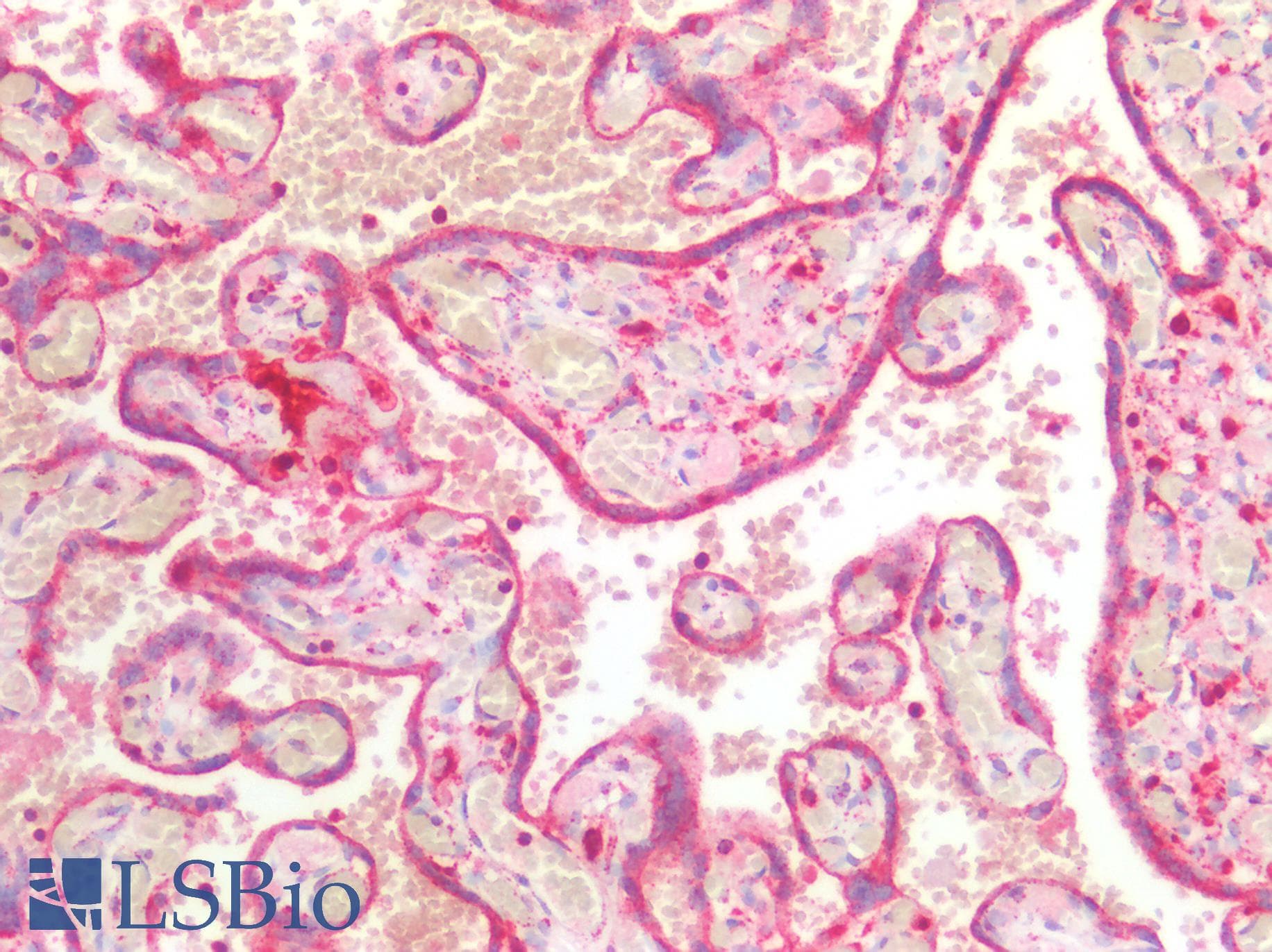 PSAP / Prosaposin Antibody (aa17-524)
