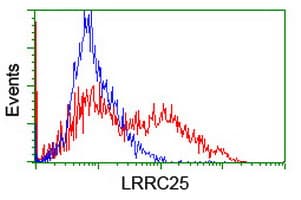 IHC-plus™ LRRC25 Antibody (clone 1B3)