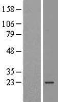 ATP5O Protein (Over-Expression Lysate Myc-DDK (Flag))