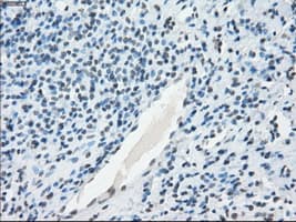 TSC501 / NAT8 Antibody (clone OTI5A8, Carrier-free)