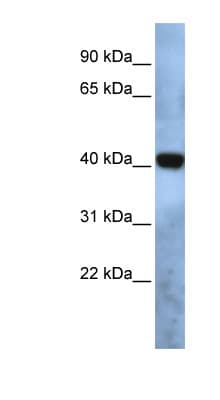TMEM115 Antibody (aa35-84)