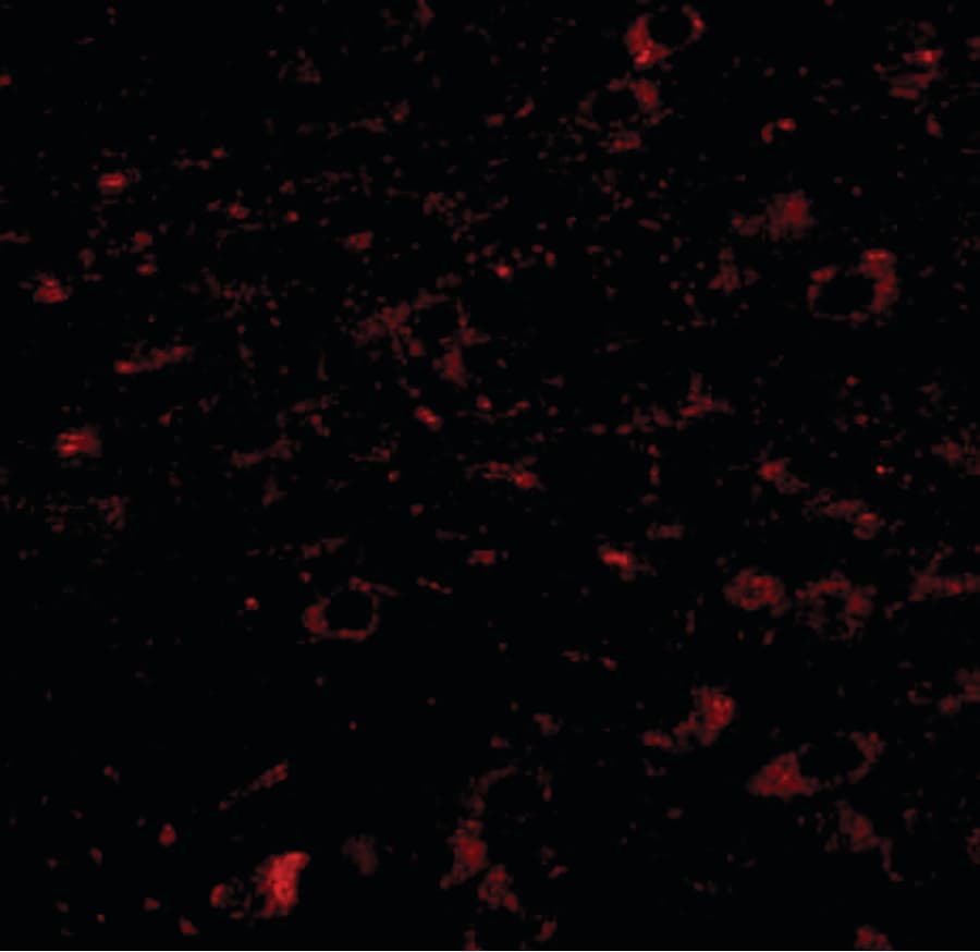 IHC-plus™ CCDC134 Antibody