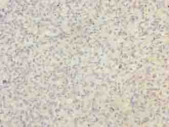 BUD31 Antibody