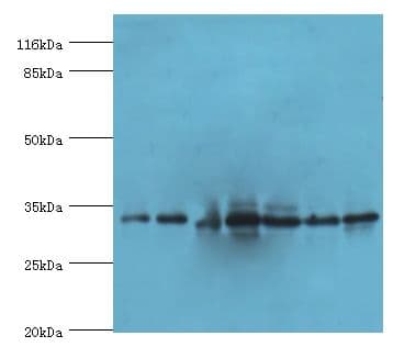 Polyclonal Rabbit anti-Human AZGP1 / ZAG Antibody (WB)