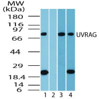 UVRAG Antibody (aa375-425)
