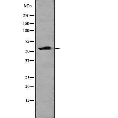 NETO2 Antibody