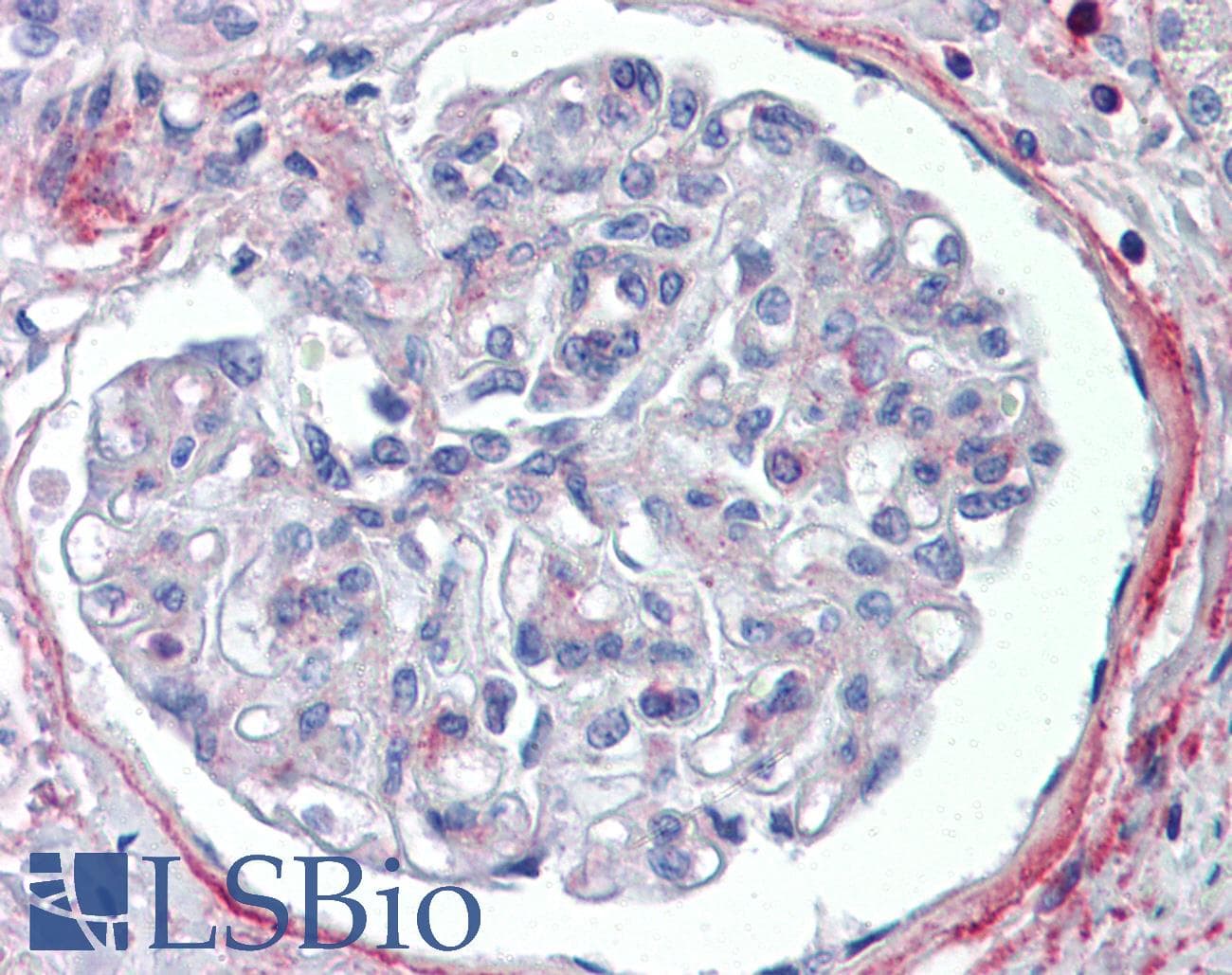 PODXL / Podocalyxin Antibody (aa301-350)